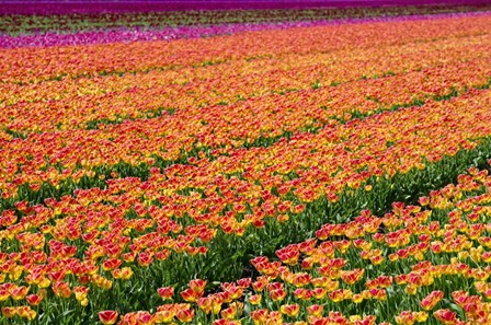 Tulip Field Orange by Cora Niele art print