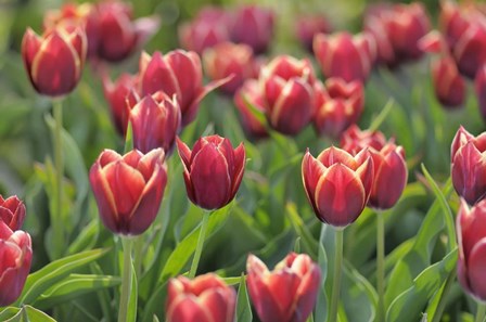 Tulip Field Papillon by Cora Niele art print