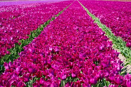 Tulip Field Red Violet by Cora Niele art print