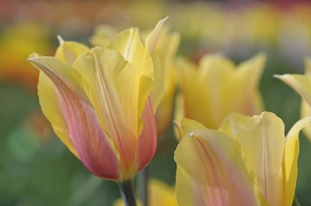 Tulip Flower Blushing Beauty by Cora Niele art print