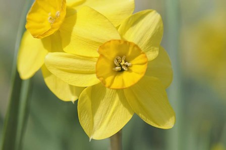 Yellow Daffodils by Cora Niele art print