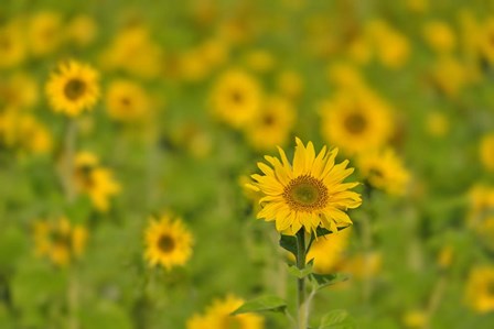 Sunflower Field by Cora Niele art print