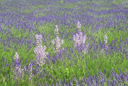 Lavender Fields with Clary Sage by Cora Niele art print