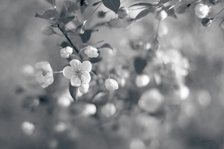 Blush Blossoms I BW by Sue Schlabach art print