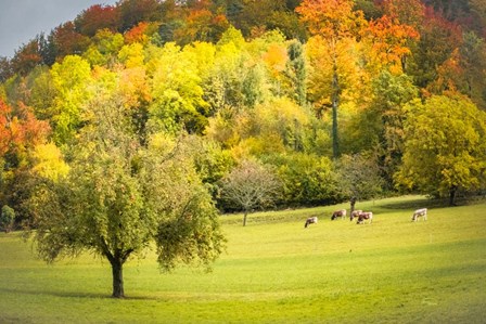 Peaceful Pasture II by Ramona Murdock art print