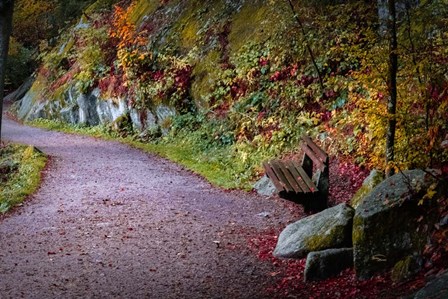 Black Forest Path by Ramona Murdock art print