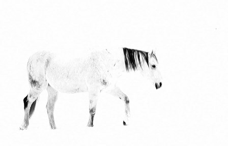 Equine by Lu Anne Tyrrell art print