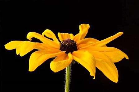 Black Eyed Susan III by Susan Michal art print