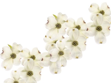 Dogwood Beauty by Susan Michal art print