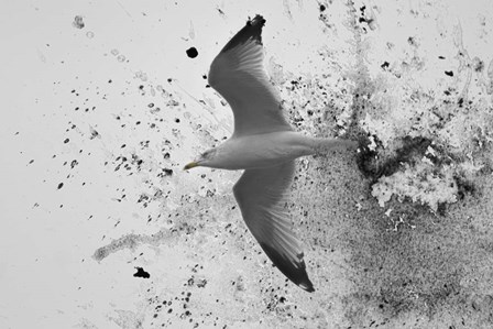 A Splash Of Gull by Jai Johnson art print