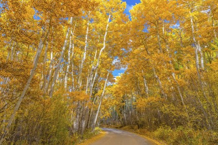 Colors of Fall by Darren White Photography art print