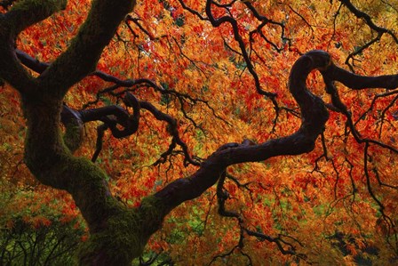 Fall Chaos copy by Darren White Photography art print