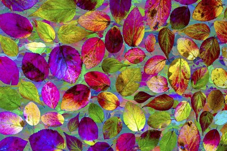 Color Explosion 17 by Ata Alishahi art print