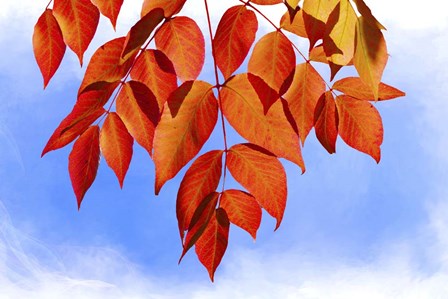 Red Leaves by Ata Alishahi art print