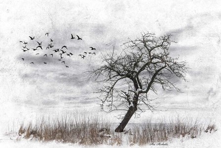 Dead Winter Tree 2 by Ata Alishahi art print