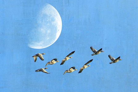 Birds And Big Moon by Ata Alishahi art print