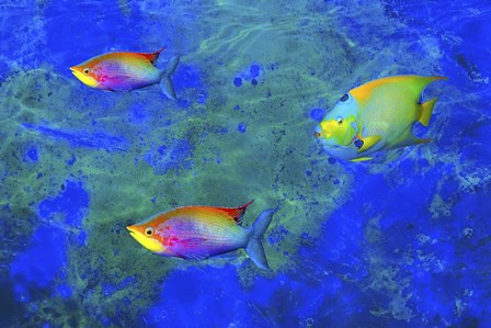 Fish Art 2 by Ata Alishahi art print