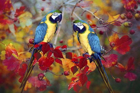 Bird Collection 19 by Ata Alishahi art print