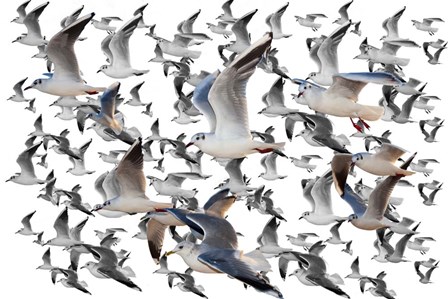 Bird Collection 35 by Ata Alishahi art print