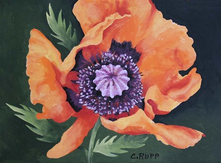 Red Poppy II by Carol J Rupp art print