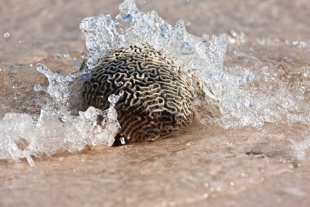 Waves Crashing on a Piece of Coral, Culebra Island, Puerto Rico by Panoramic Images art print