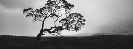 Silhouette Of A Koa Tree, Big Island, Hawaii by Panoramic Images art print