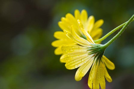 Close-Up of Raindrops on Voltage Yellow African Daisy Flowers, Florida by Panoramic Images art print