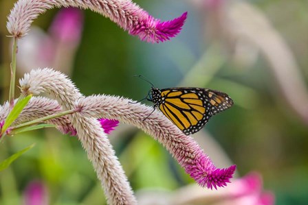 Close-up of Monarch Butterfly Pollinating Flowers, Florida by Panoramic Images art print