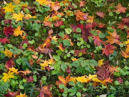 Fallen Autumnal Leaves, Kodaiji Temple, Japan by Panoramic Images art print