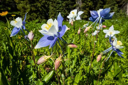 Close-Up of Wildflowers, Crested Butte, Colorado by Panoramic Images art print