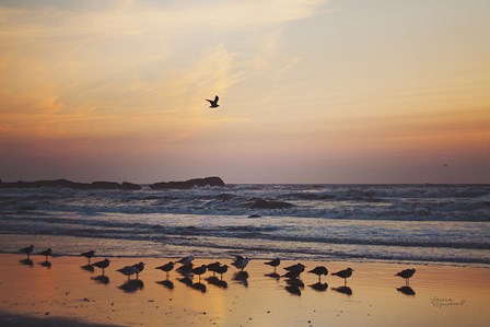 Kalaloch Birds III by Laura Marshall art print