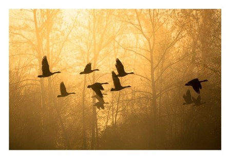 Geese in the Mist by Jason Savage art print