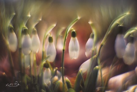 Snowdrops by Martin Podt art print