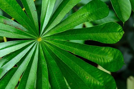 Marantaceae Forest Vegetation Odzala-Kokoua National Park Congo by Roger de la Harpe / Danita Delimont art print