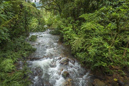 Bwindi Impenetrable Fores,t Uganda by Roger de la Harpe / Danita Delimont art print