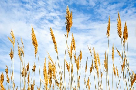 Wheat Blowing in the Wind by Sheila Haddad / Danita Delimont art print