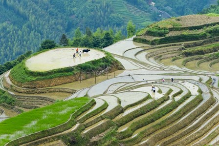 Rice Terrace with Water Buffalo, Longsheng, Guangxi Province, China by Keren Su / Danita Delimont art print