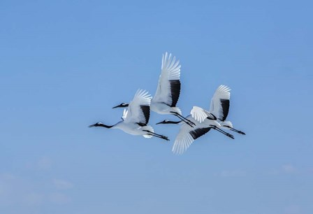 Japanese Cranes Flying by Jaynes Gallery / Danita Delimont art print