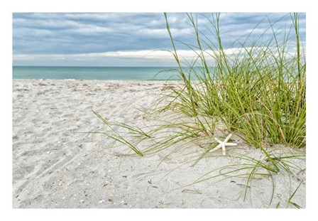 Star Fish and Sea Oats by Mary Lou Johnson art print