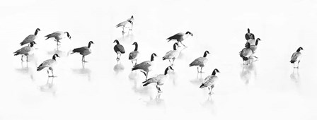 Flock of Canada Geese by Lu Anne Tyrrell art print