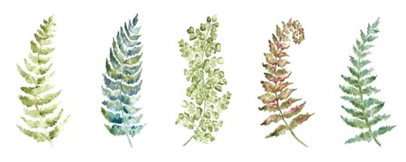 Botanical Ferns Panel by Tre Sorelle Studios art print