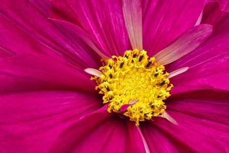 Crimson Pink Cosmos Flower by Cora Niele art print