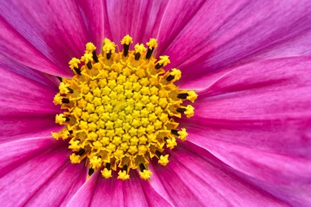 Pink And Yellow Cosmos Flower by Cora Niele art print