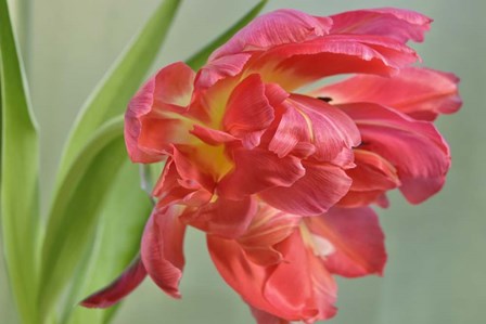 Red Parrot Tulip by Cora Niele art print