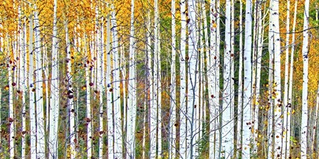 Autumn Nov by Ata Alishahi art print