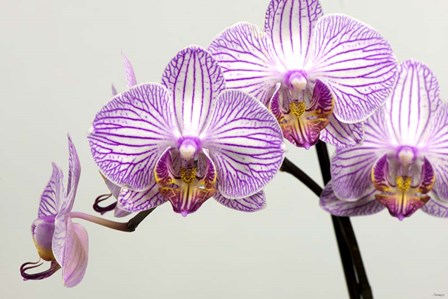 Orchid 3 by Gordon Semmens art print