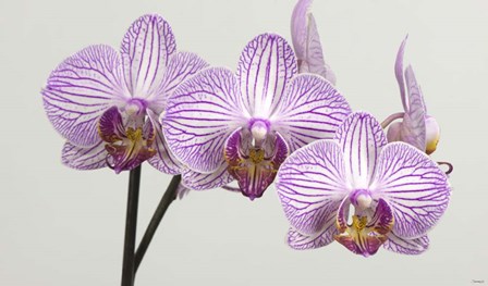 Orchid 4 by Gordon Semmens art print