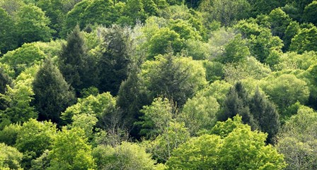 Fifty Shades Of Green by Brenda Petrella Photography LLC art print