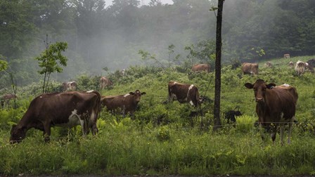Misty Moo Morning by Brenda Petrella Photography LLC art print