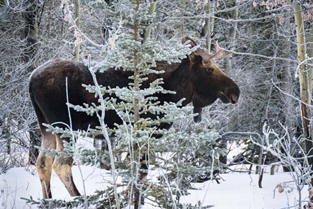 Moose Profile by Brenda Petrella Photography LLC art print